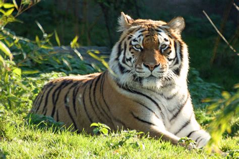 Amur Tiger Amur Tiger Taken At Colchester Zoo Paul Bugbee Flickr