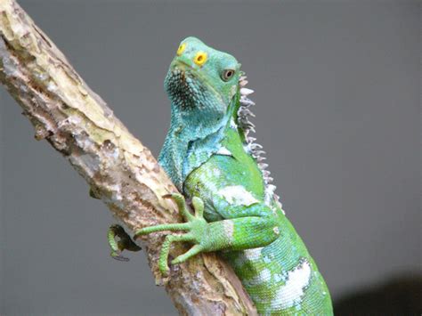 The Online Zoo - Fijian Crested Iguana