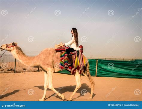 Camel Riding In Kuwait Editorial Image Image Of Riding 99340095