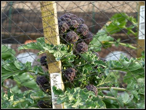 Mark S Veg Plot Harvesting Purple Sprouting Broccoli