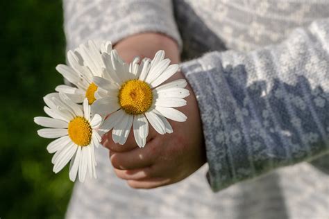 Daisies Leucanthemum Maximum Free Photo On Pixabay