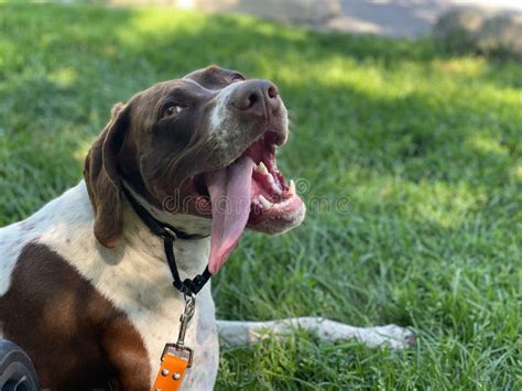 Bonnie The Dog Relaxing Time After A Good Run Stock Photo Image Of