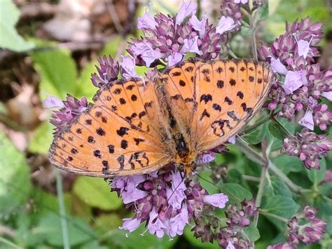 Perlmuttfalter Bestimmen Schmetterlinge Bestimmen Actias