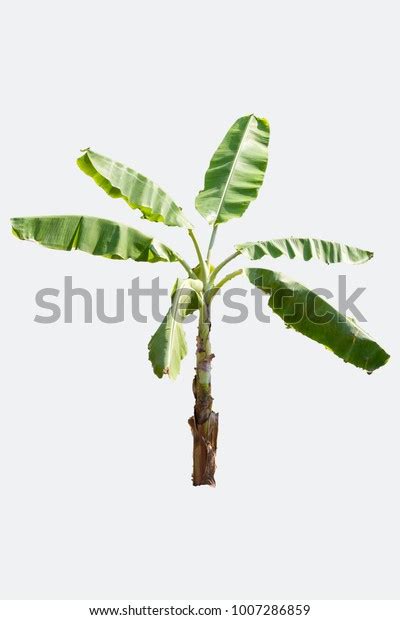 Real Banana Tree Isolated On White Stock Photo 1007286859 | Shutterstock