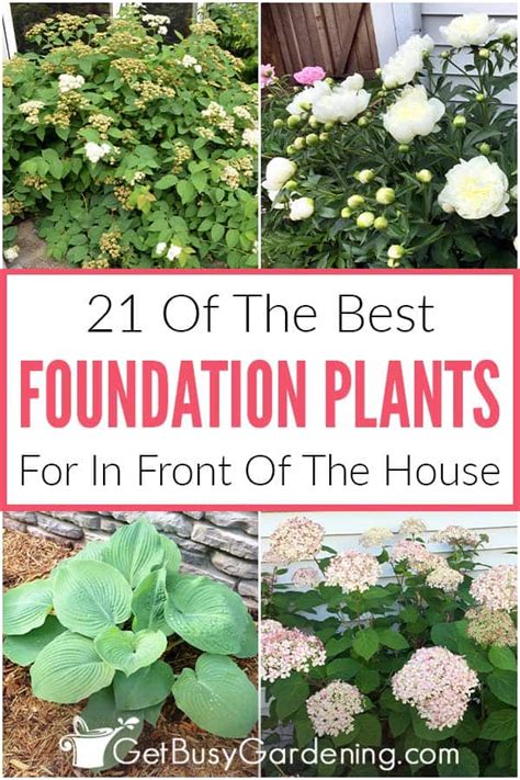 Foundation Plants 21 Best Shrubs Perennials For The Front Of House