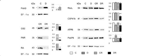 Representative Western Blot Validation Of Selected Differentially Download Scientific Diagram