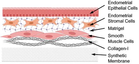 Schematic Description Of The Tri Cell Engineered Uterine Wall Model