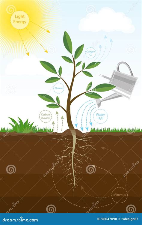 Photosynthesis Process In Plants The Structure Of A Lea Vector