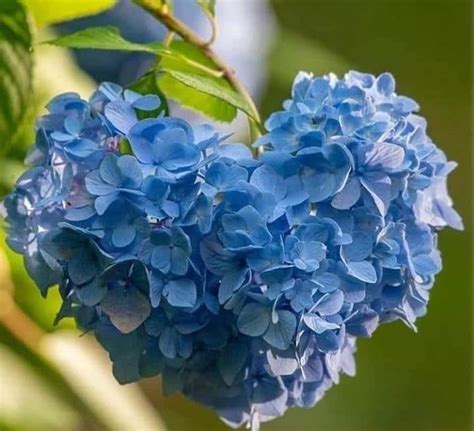 The Blue Flowers Are Blooming On The Tree