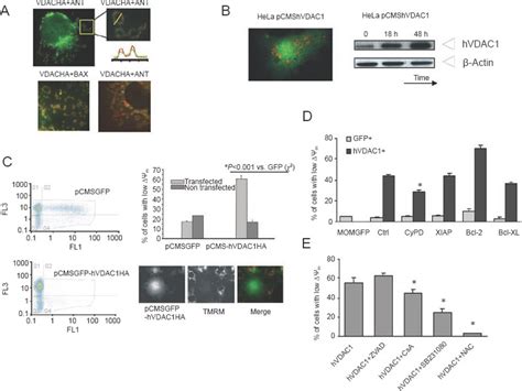 Vdac1 Overexpression Triggers The Ptp Opening Via Ros Increase And P38