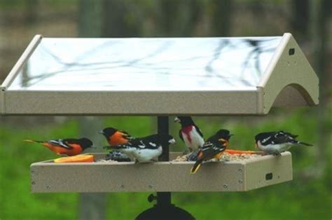 Birds Choice Recycled Plastic Covered Pole Mount Platform Bird Feeder w ...