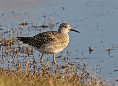 Ruff Outer Hebrides Birds