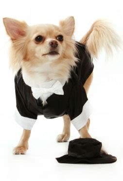 Chihuahua Dog Clothes - Chihuahua Clothes