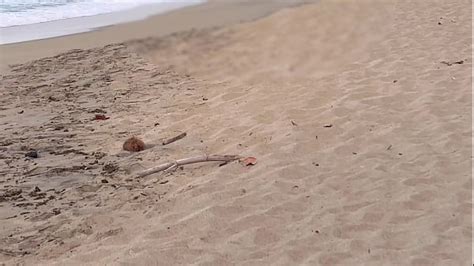 Nude Sunbathing Videos XVIDEOS