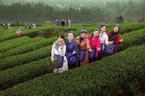 春季踏青茶旅线路：四川纳溪 梅岭茶叶公园旅游线路