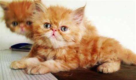 Tortoiseshell Persian Cat Price Evon Stapleton