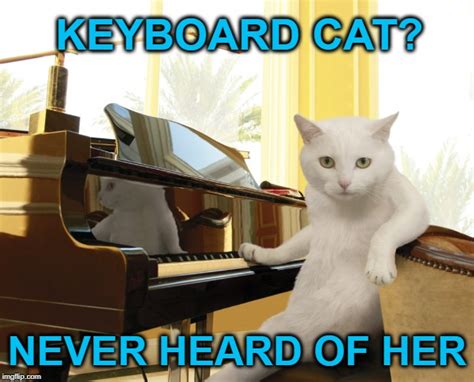 cats keyboard cat Memes & GIFs - Imgflip