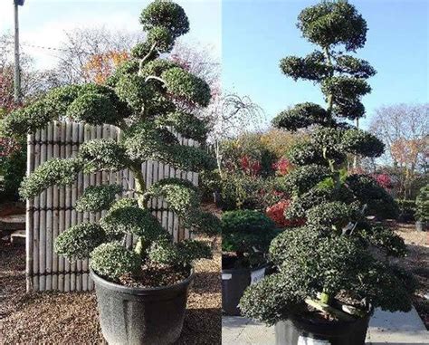 Japanese Ornamental Trees