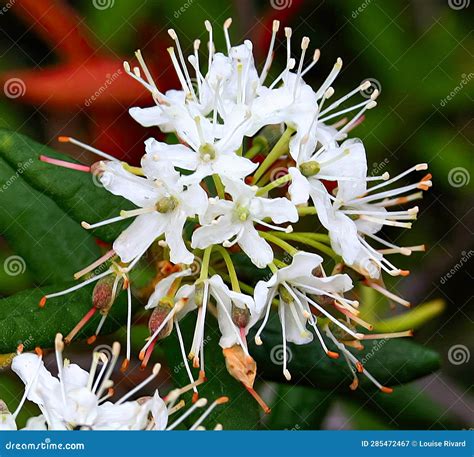 Labrador Tea Flower Stock Image Image Of Nations North 285472467