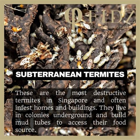 Termites Exterminator DRYWOOD Termites SUBTERRANEAN Termites Furniture