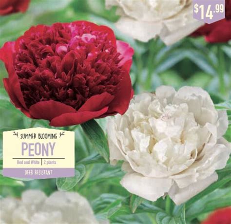 Garden State Bulb Summer Blooming Peony Red And White Ct Kroger