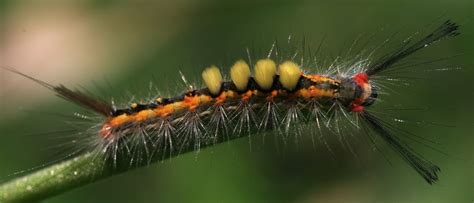 Wildeep's Illuminations: White-spotted Tussock Moth Caterpillar