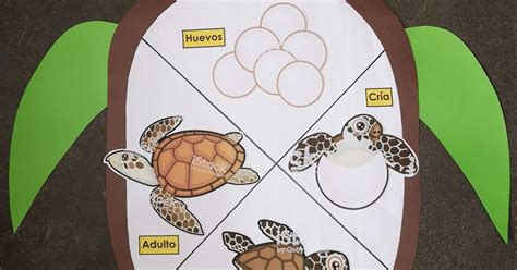 Ciclo De Vida De La Tortuga Una Aventura Para Los Más Pequeños Bosque