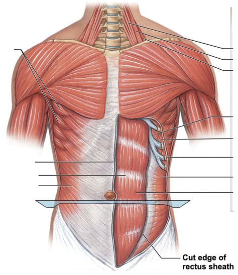 Anterior View Of Trunk Diagram Quizlet