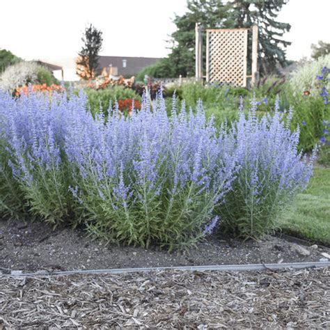 Denim N Lace Russian Sage Perovskia Atriplicifolia Proven Winners