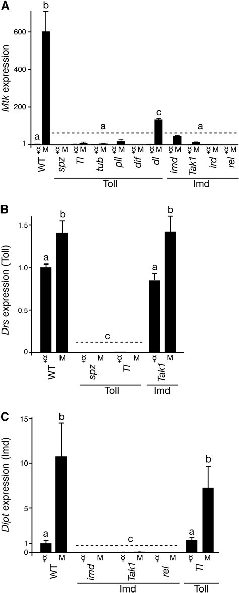 Drosophila Sex Peptide Stimulates Female Innate Immune System After Mating Via The Toll And Imd