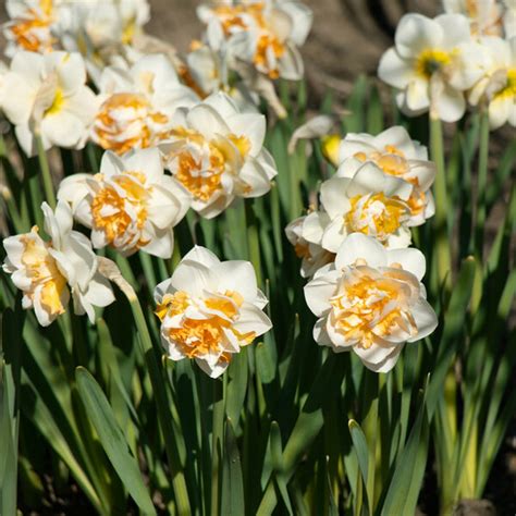Narcissus Peach Prince White Flower Farm