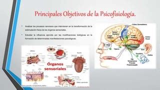 Sensopercepci N Y Psicofisiolog A De Los Procesos Mentales Superiores