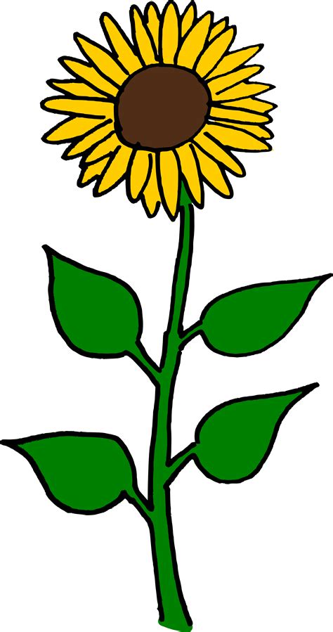 Sunflower Seed Cartoon Png