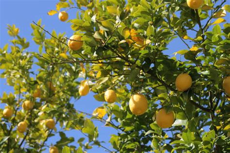 1000 Lemon Tree Grove Stock Photos Pictures And Royalty Free Images