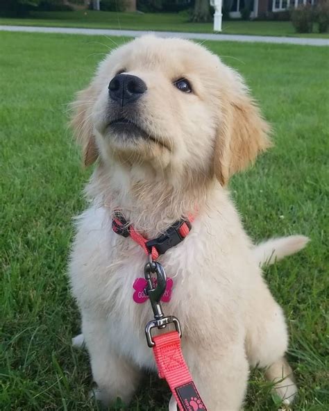 Best Dog Names for Golden Retrievers | Golden retriever, Golden ...