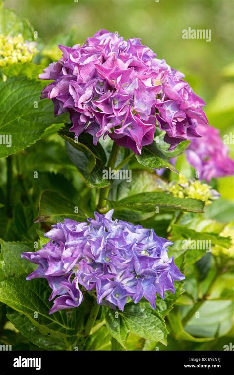 Hydrangeas Hi Res Stock Photography And Images Alamy