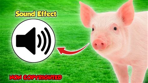 Pig 🐖 Sound Effect Non Copyright ©️ Youtube