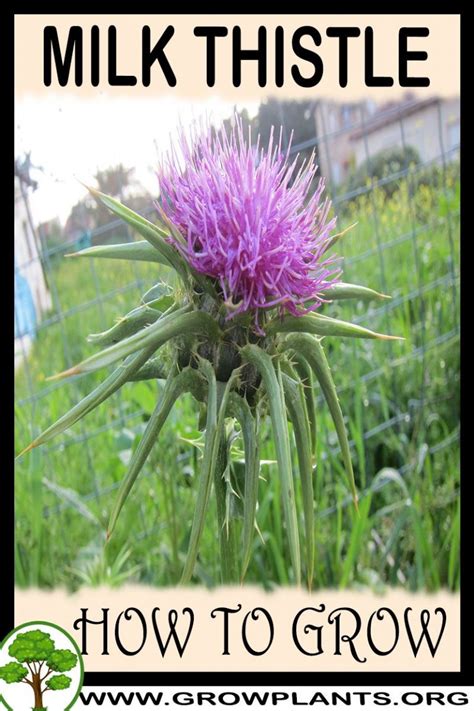 Milk Thistle How To Grow And Care