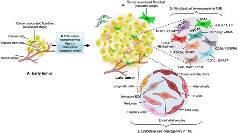 Frontiers Remodeling Of Stromal Cells And Immune Landscape In