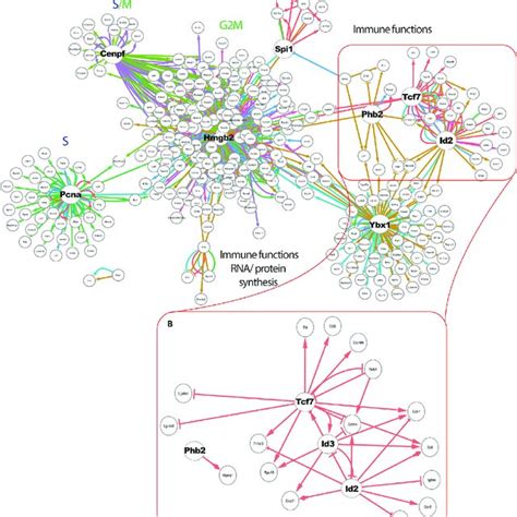 Gene Regulatory Interactions A Gene Regulatory Network Identified