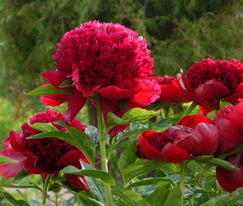Пион травянистый РЕД ЧАРМ (Paeonia Red Charm) / Садовый центр Селятино