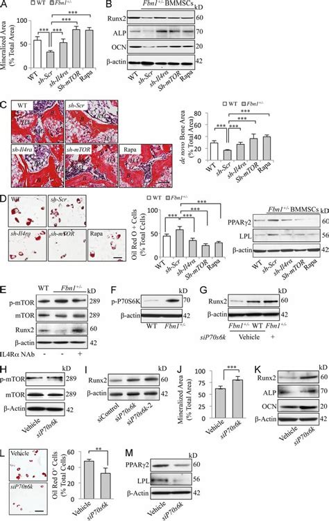 Il Mtor Signaling Governs Lineage Commitment Of Bmmscs A Western