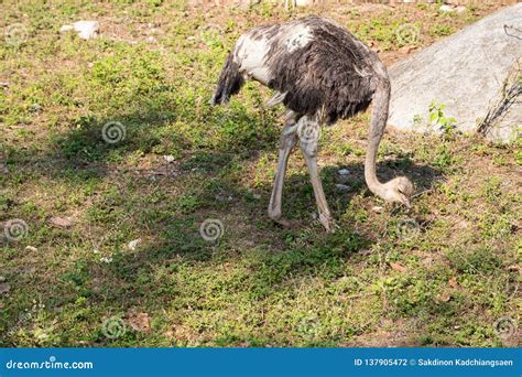 Big Ostrich Bird Stock Photo Image Of Thailand Garden 137905472