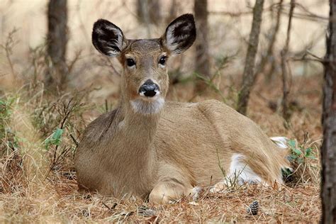 White Tailed Deer Calverton New York Photograph By Bob Savage Fine