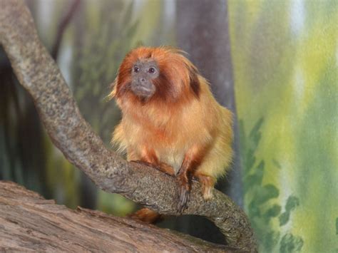 The Online Zoo - Golden Lion Tamarin