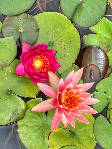 Water Lily Flower - Free photo on Pixabay - Pixabay