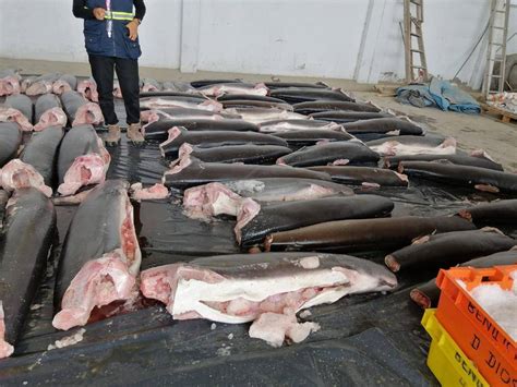 Decomisan En Perú 11 Toneladas De Tiburones Mutilados Procedentes De