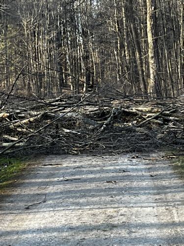 2023 Best Forest Trails In East Claridon Alltrails