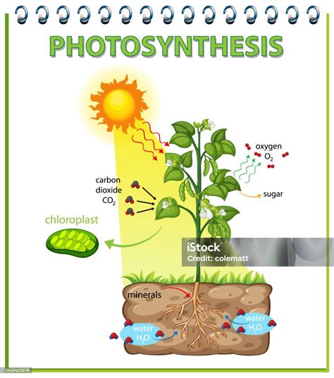 Diagram Showing Process Of Photosynthesis In Plant Stock Illustration Download Image Now Art