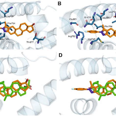 Binding Poses Of 3d In The Ligand Binding Domain Of Ar Pdb 2piv Download Scientific Diagram